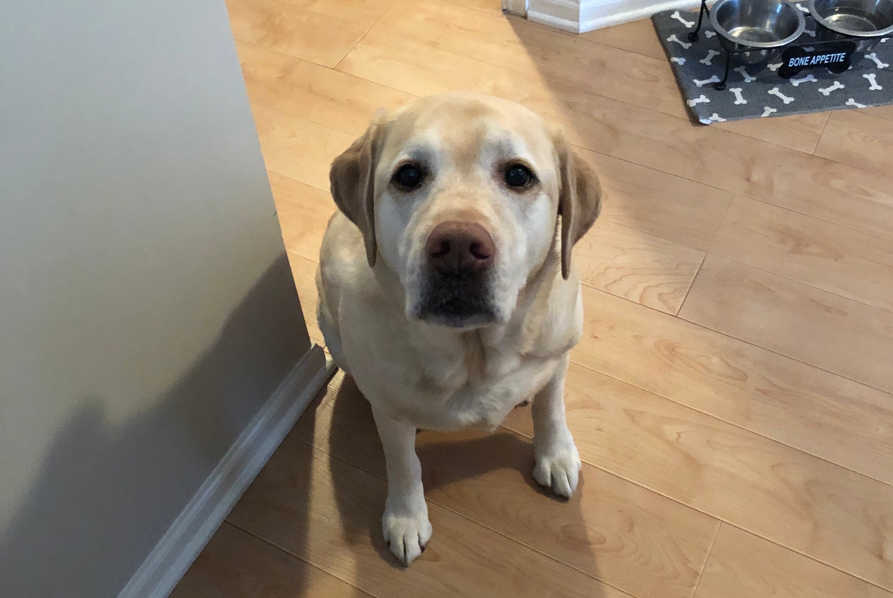 Gracie Gates – Petipet