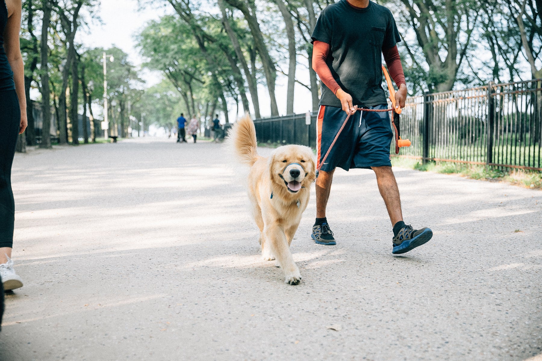 Why Your Dog Should Take Turmeric