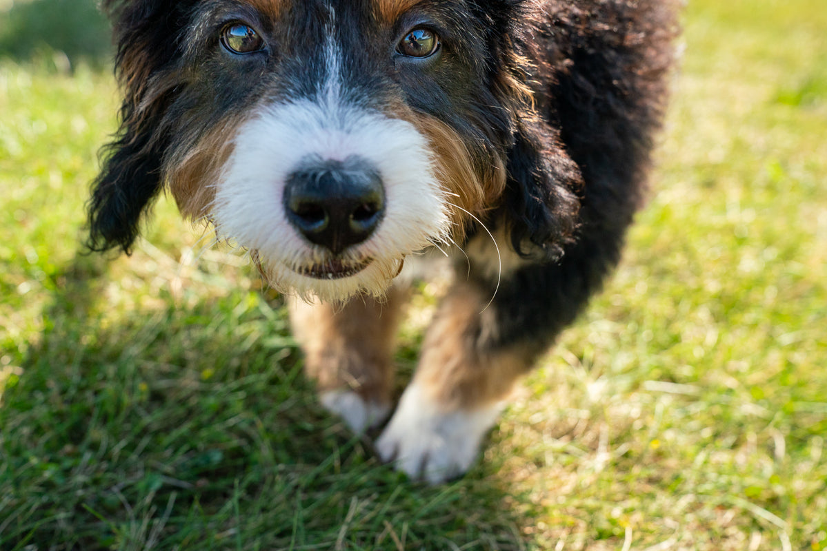 5 Unusual ScentWork Dog Jobs you’ve Never Heard Of — Petipet