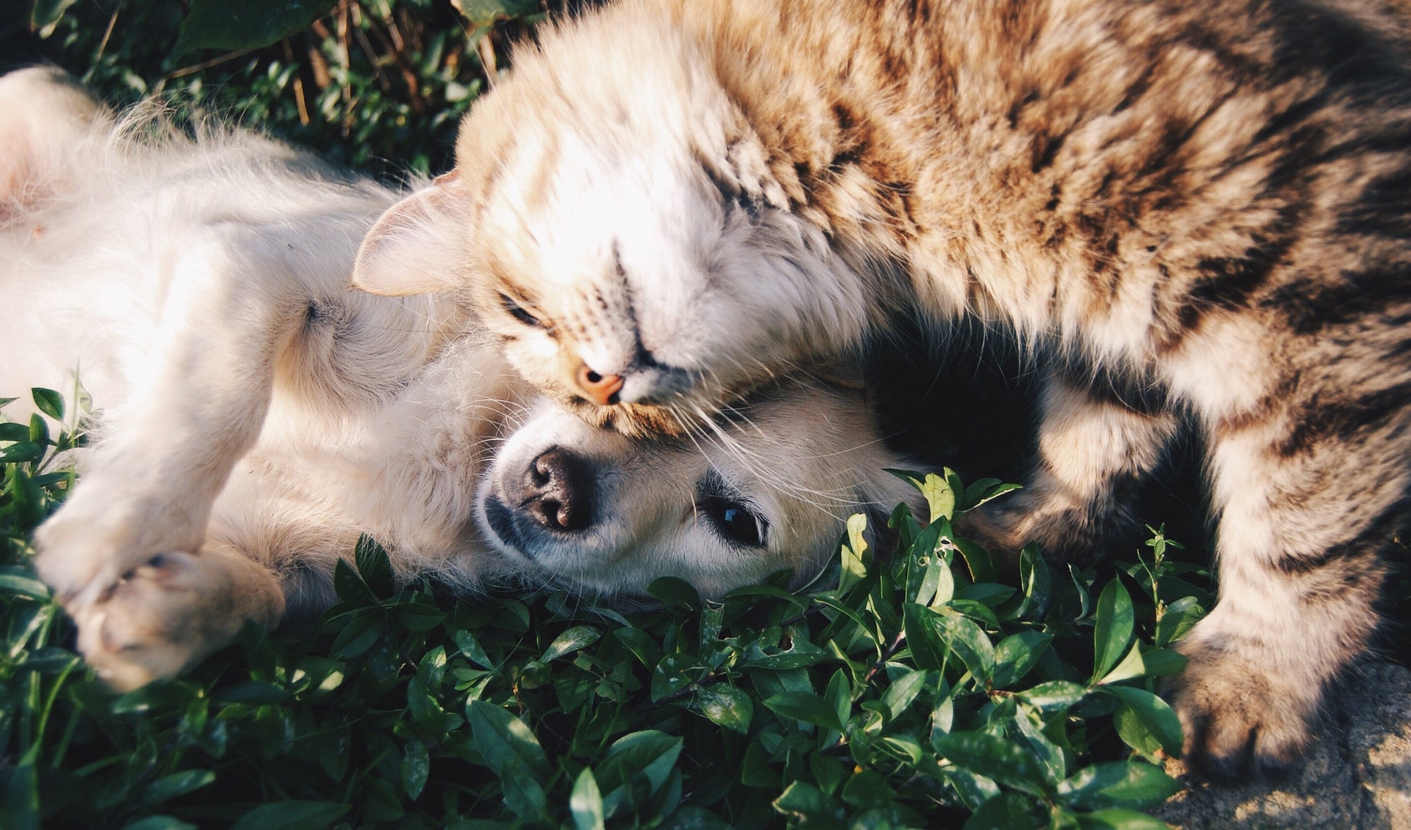 Unlikely Dog Friends